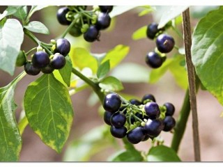 까마중-복수빼고 암세포 억제