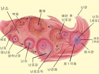 난소 - 자궁밖 "신데렐라 양성소"