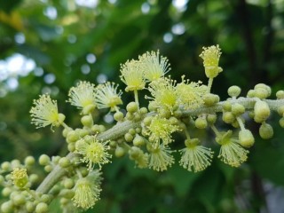 예덕나무-위궤양, 위염, 위암 특효약