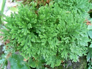 부처손-불임증에 좋은