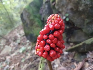 천남성 - 중풍, 반신불수 등의 치료