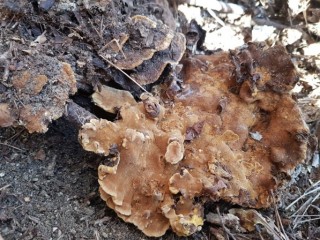 찔레버섯-기침, 경기, 간질의 묘약