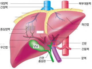 간 - 500여가지 신진대사