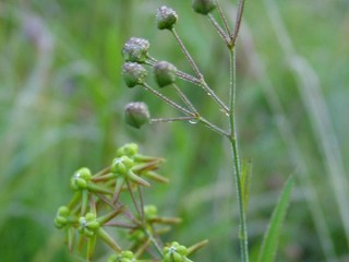 산해박 (서장경)