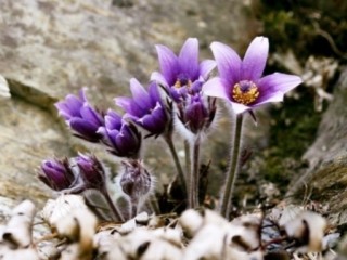 할미꽃-뇌질환에