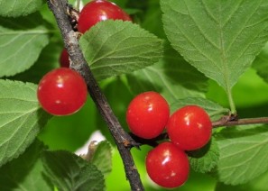 앵두 - 피로회복,…