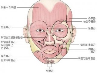 입 - 둘레근육 6~8개 감정변화 민감
