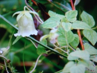 만삼의 뿌리 당삼 - 갈증 해소