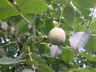 회화나무-신효한 신비의 약나무