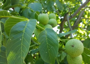 호두 - 뇌 성장 …