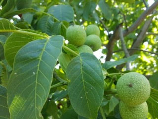 호두 - 뇌 성장 효과