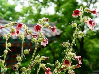 지황 - 다양한 효험을 가진 약초