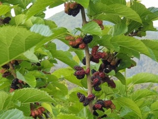 뽕나무 - 보혈 강장의 불로장수약