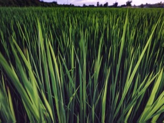 줄풀(소풀)-인체의 면역계를 튼튼하게