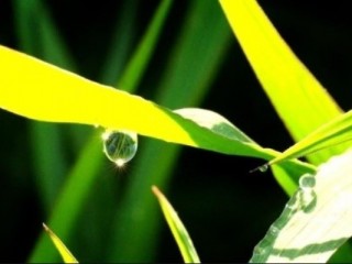 아침이슬, 울화와 갈증 없앤다