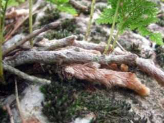 골쇄보-이명증과 남성의 정력 강화