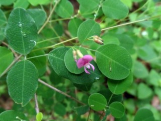 싸리나무-두통, 피부병에