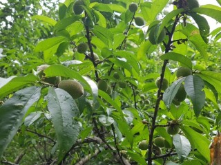 야생 돌복숭아-냉증 치료