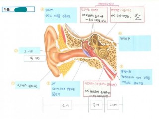 귀(1) - "초고속 정보통신" 기능, 40만 가지 소리 한방에