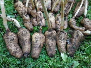 천마(정풍초)-중풍, 고혈압, 두통, 스트레스에