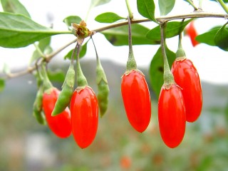 구기자(枸杞子)