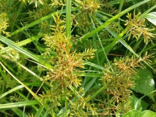 향부자 - 만성위염, 십이지궤양, 상복부통에