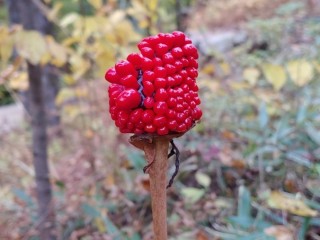 독초·독버섯 구별·해독법