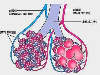 폐(1) - 허파꽈리에서의 가스교환