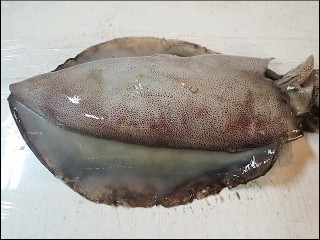 오징어는 왜 가로로 잘 찢길까?