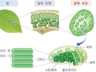 엽록체는 대형 화학공장