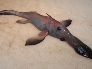 깊은 바다의 물고기들이 고압을 이겨내는 까닭은?