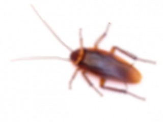 바퀴벌레의 반사신경 민감도는?