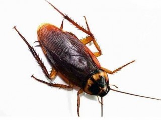 바퀴벌레 극성 막으려면