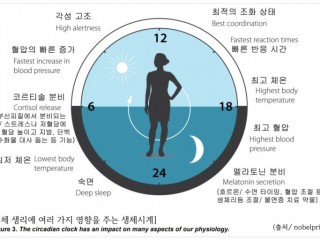 우리 몸의 주기성 만드는 '생체 시계'