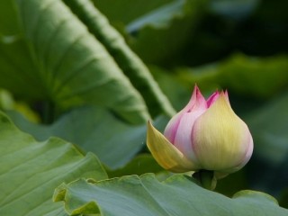 백련봉성(百鍊鋒成)